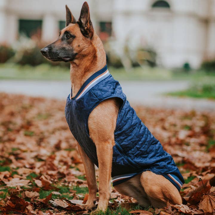 Stylish Hound - Wholesale Pet jacket – Dog - Navy Grand Slam Bomber Jacket