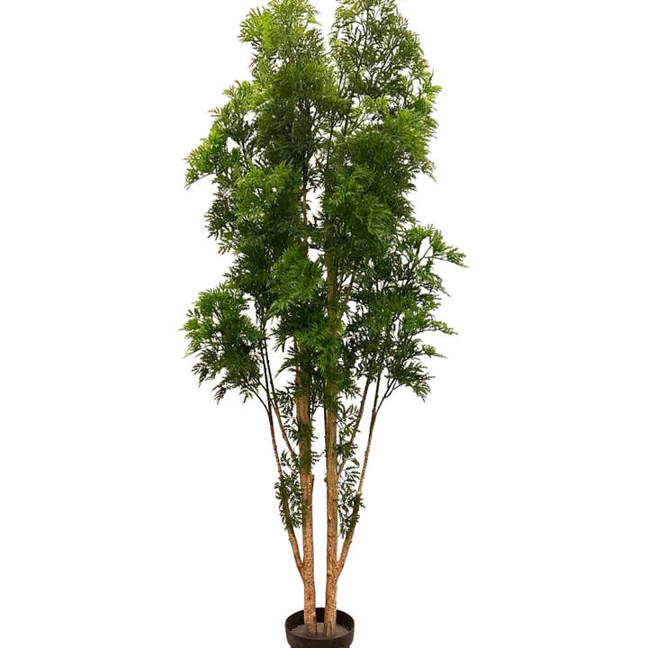 TR10722 ARBRE MING ARALIA, 7'-2/8P pour la vente par Green Import Limited
