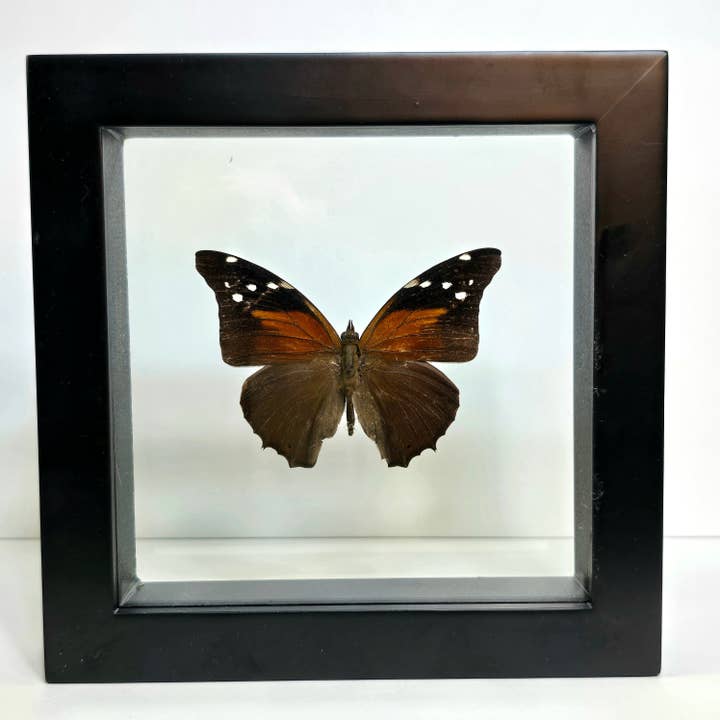 Tailed Cecropian Butterfly Shadow Box Frame for wholesale by Enchanted Entomology