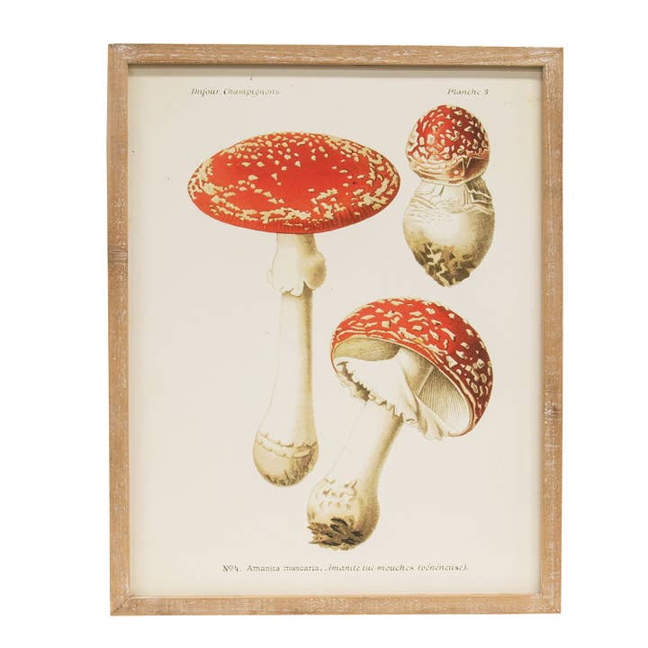 Col House Designs - Wholesale Wall art set - Vintage Amanita Muscaria Mushroom Framed Print