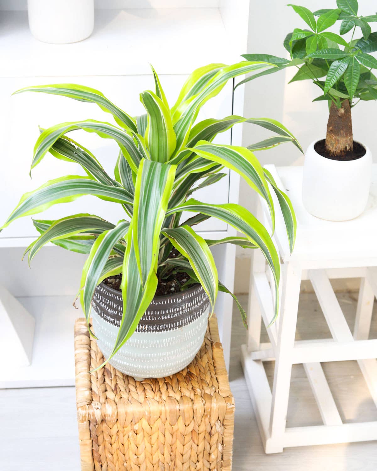 Best Plant Friend - Wholesale Live Plant - Dracaena Lemon Lime - Air Purifying Plant - 4/6 inch  Pot5