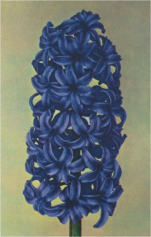 Found Image Press - Wholesale Postcard - Postcard FP-03 Hyacinth0