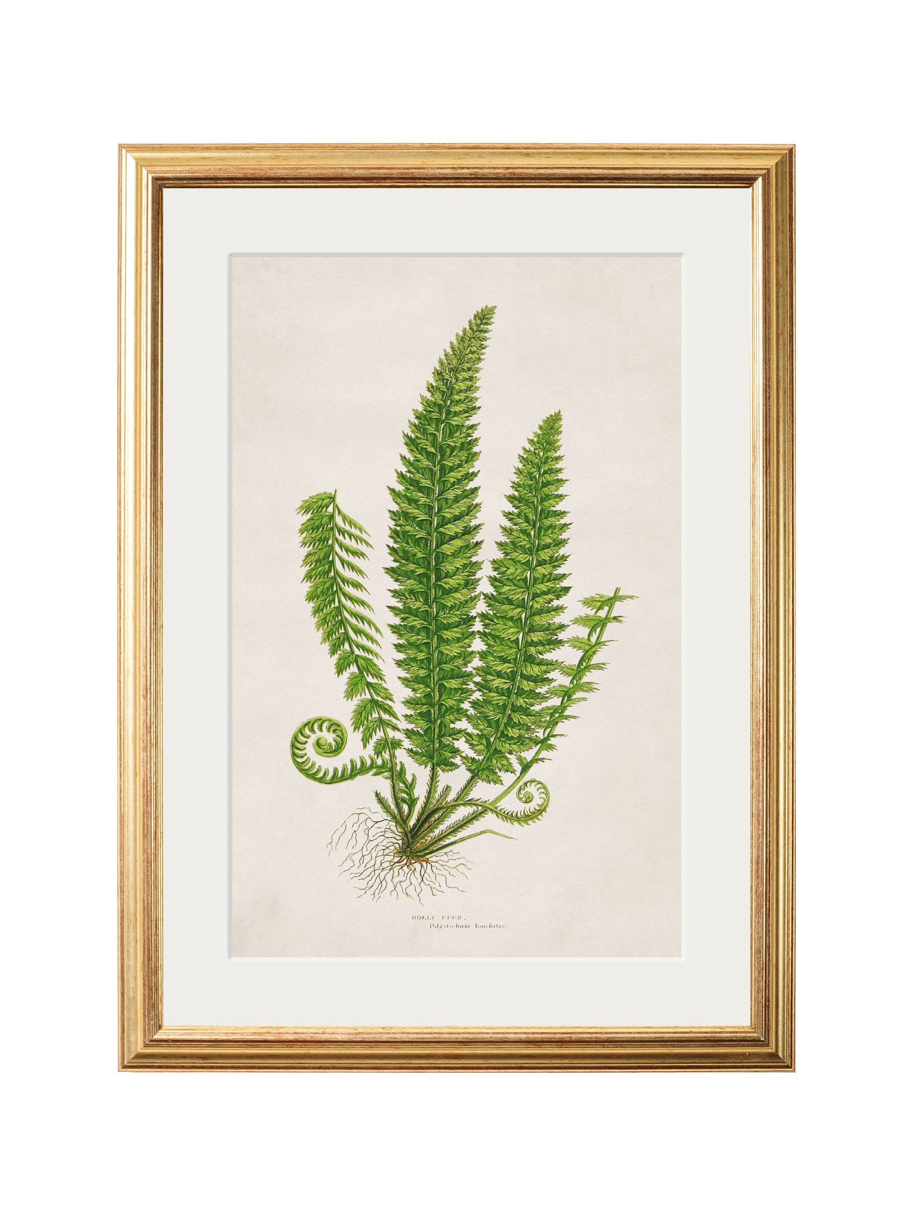 T A Interiors Wall Art & Mirrors – wholesale Gallery wall set – Collection of 6 Ferns4
