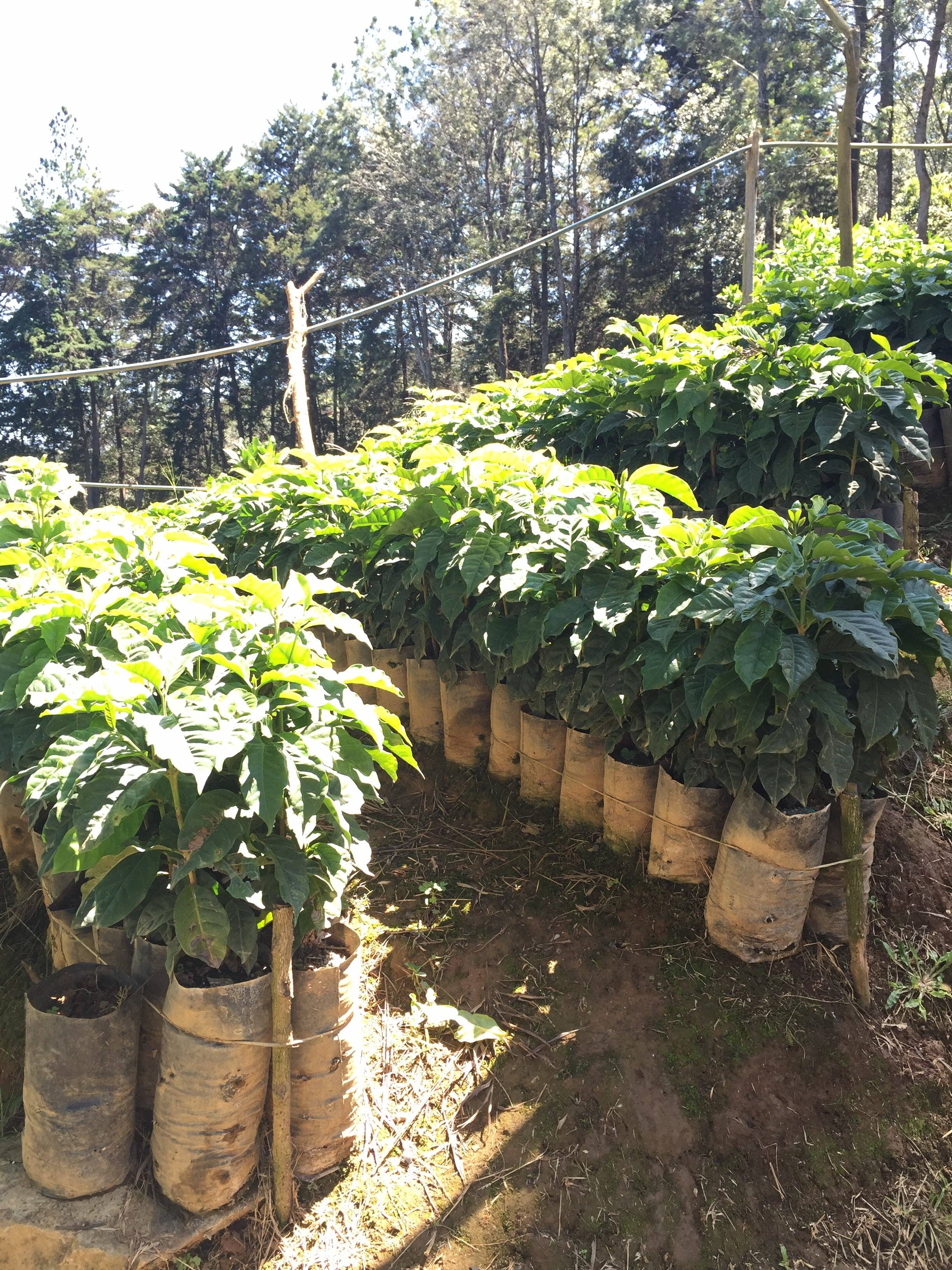 Brio Coffeeworks - Wholesale Coffee Beans - Costa Rica Tarrazu - 12 oz.3