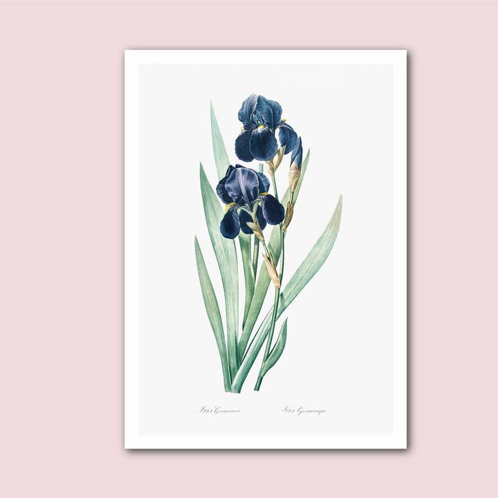 German Iris Illustration Vintage Print for wholesale by Holland Road Prints