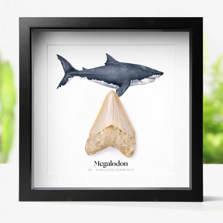 Cornice Fossile con Dente di Megalodonte da 1-2" e Illustrazione ad Acquerello per la vendita all'ingrosso da parte di Curated Studio