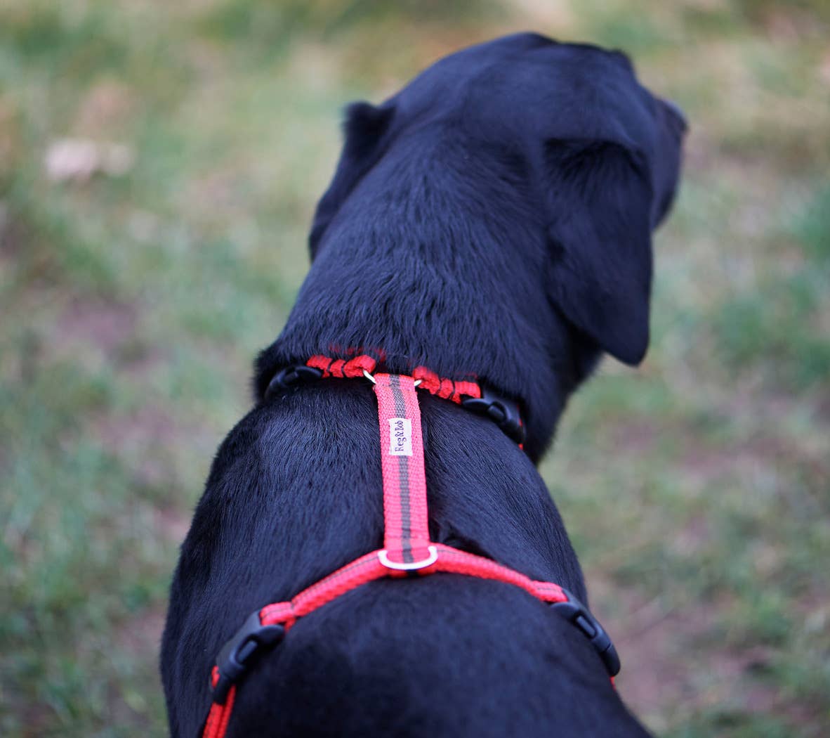 Reg&Bob - Wholesale Pet Harness - Dog - Reg&Bob Harness - M/L - Red stripe2