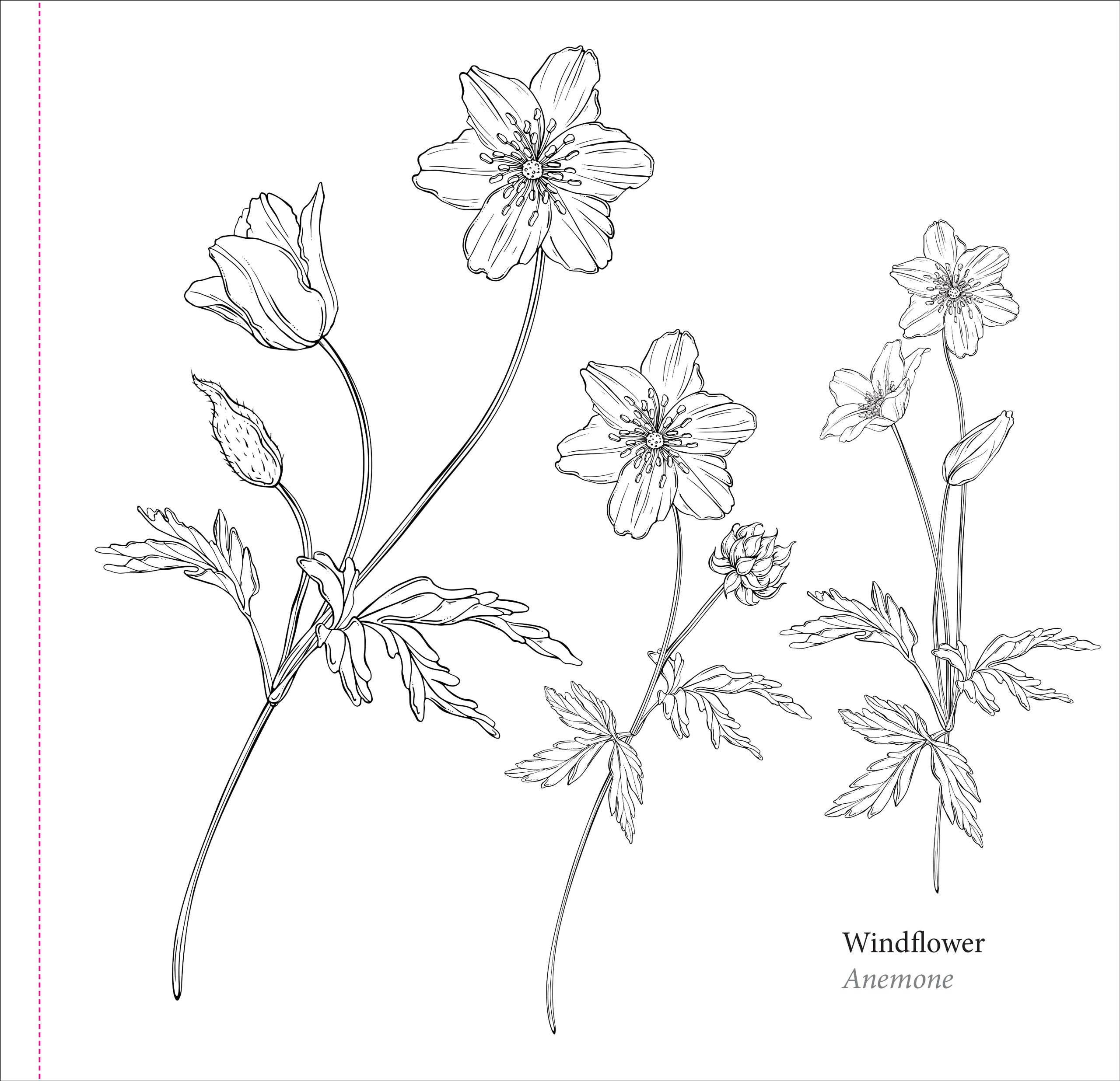 Peter Pauper Press - Wholesale Coloring & Activity Book - Adult - Spring Blooms Artist's Coloring Book3