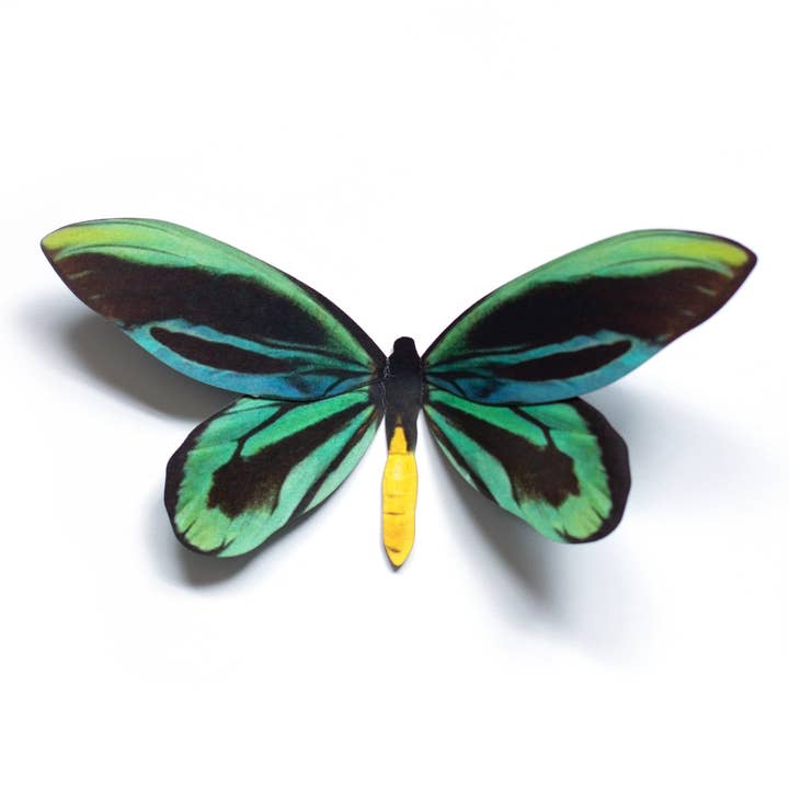 Moth and Myth - Wholesale Decorative Figurine - 'Queen Alexandra's' Birdwing Butterfly