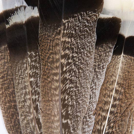 Zucker Feather Products – wholesale Feathers – Natural Turkey Tails Selected Feathers - Black-Eggshell-Natu1