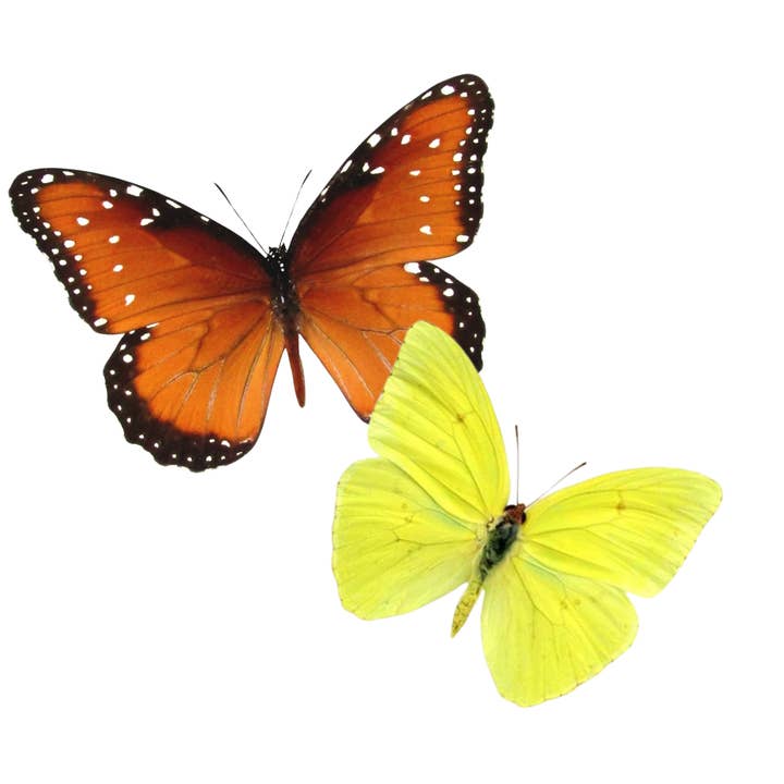 Instar Innovations - Wholesale Decorative Tabletop Object - Real Desert Butterfly Diorama USA - 6x8x6 in #1 Monarch
