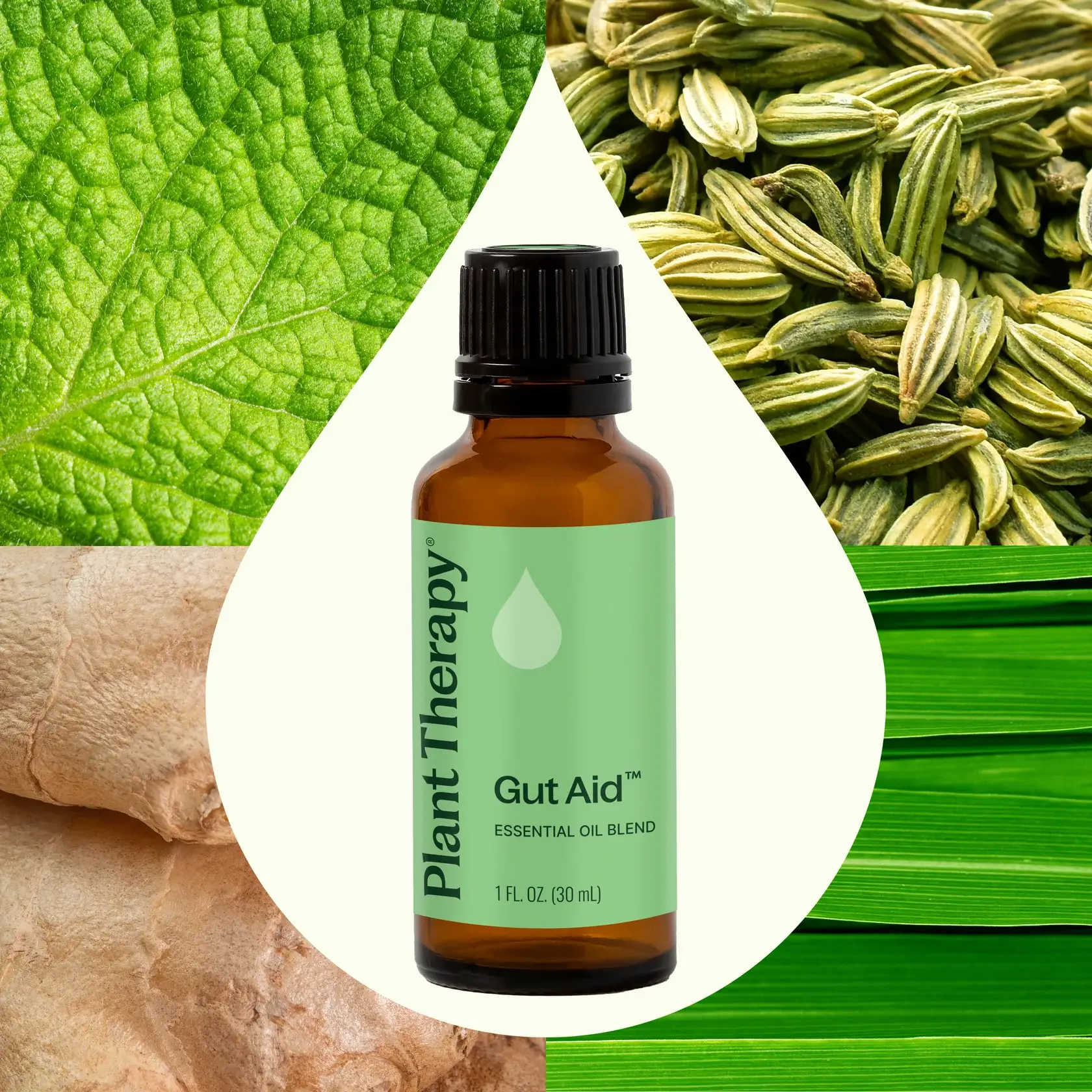 Plant Therapy – wholesale Essential oil – Gut Aid™ Essential Oil Blend 30mL1