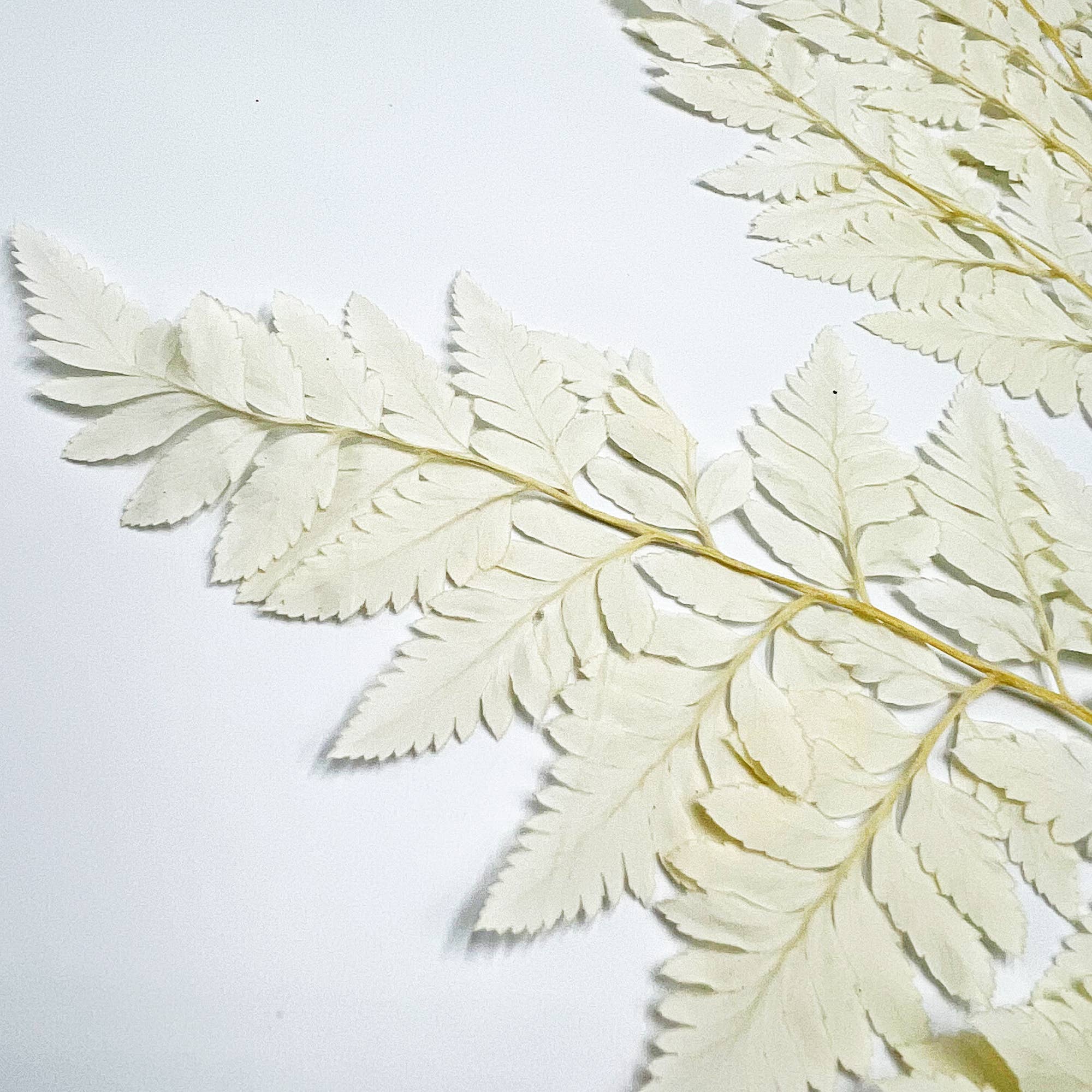 2626 Designs - Vente Fleur séchée/pressée - Fougère Davallia Mariesii séchée et préservée4