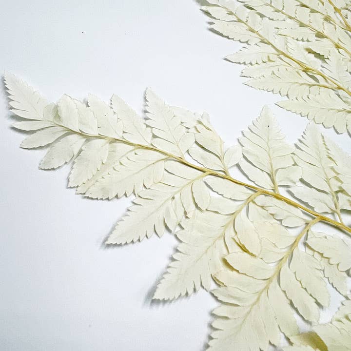 2626 Designs - Vente Fleur séchée/pressée - Fougère Davallia Mariesii séchée et préservée4