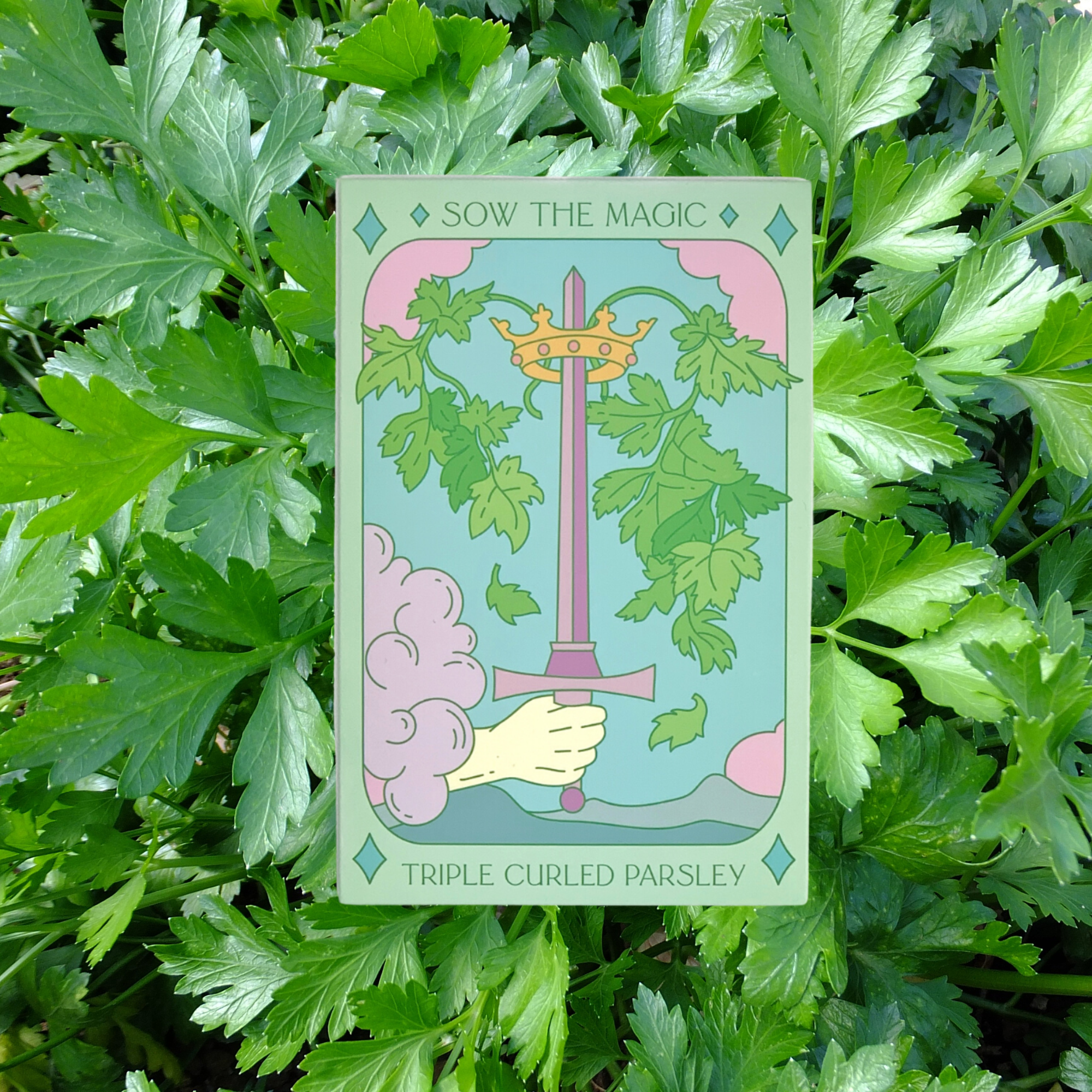 Sow the Magic - Wholesale Plant Seeds - Culinary Herb Bundle Seed Collection8