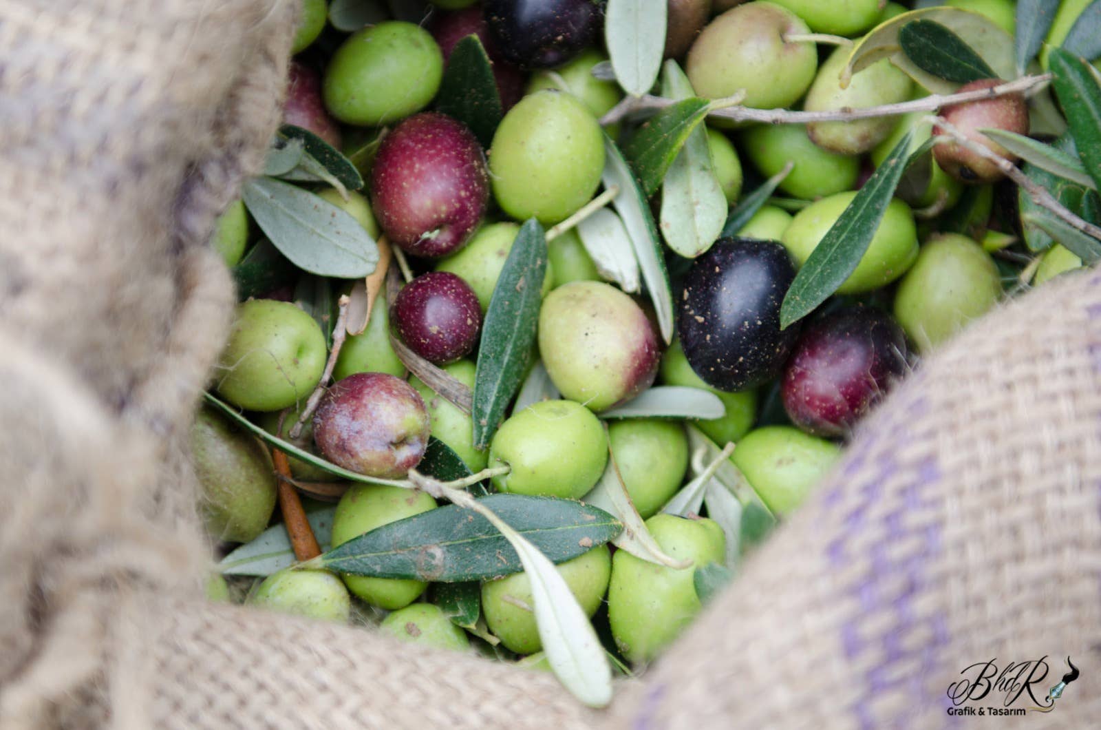 Ida Imports – wholesale Olivolja – Tidig skörd Gourmet Extra Virgin kallpressad olivolja6