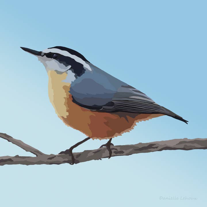 Red-Breasted Nuthatch Art Print for wholesale by Lehoux Art
