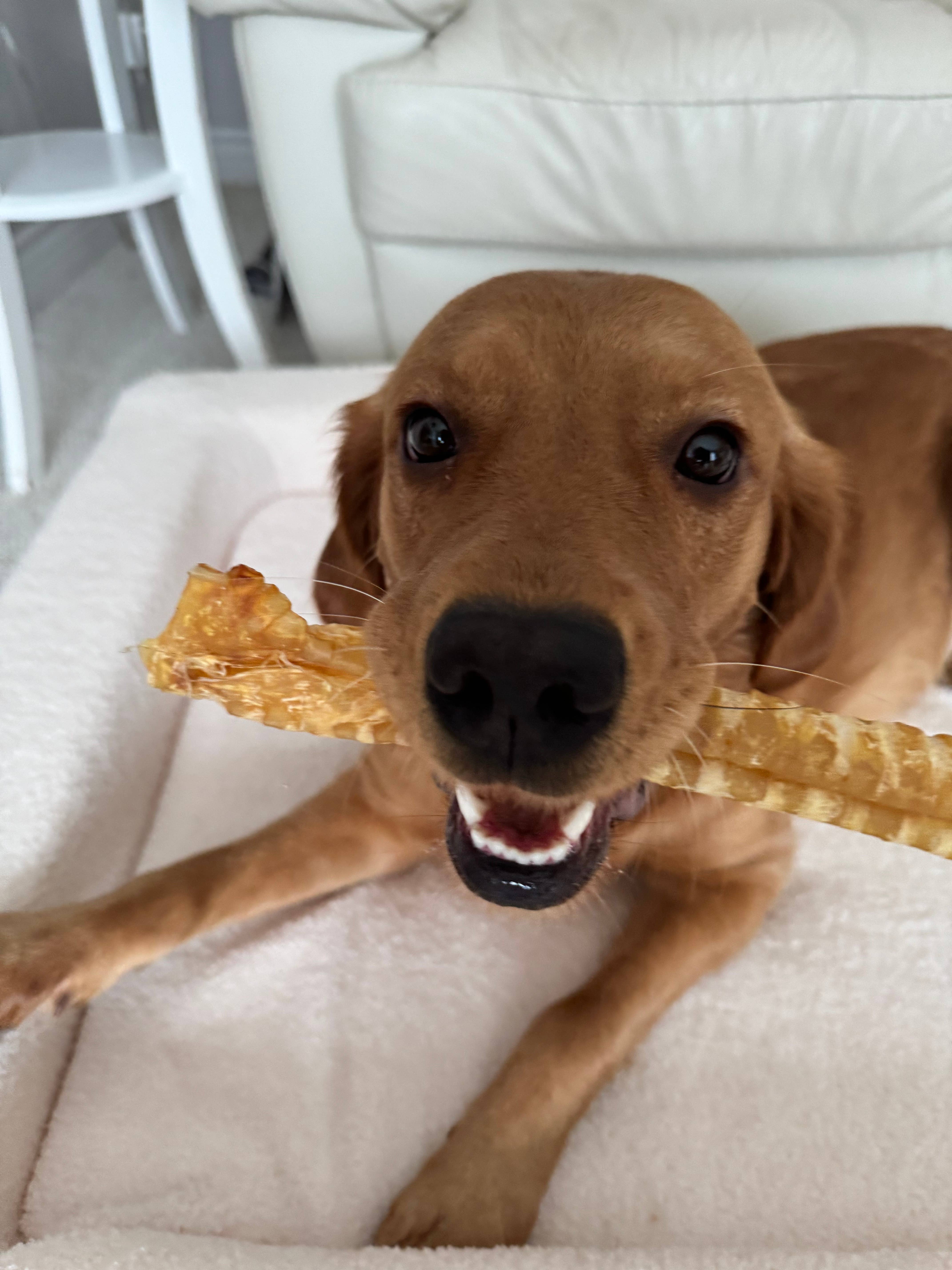 Purely Paws - Wholesale Pet Treats - Dog - Natural Beef Trachea Chew for Dogs3