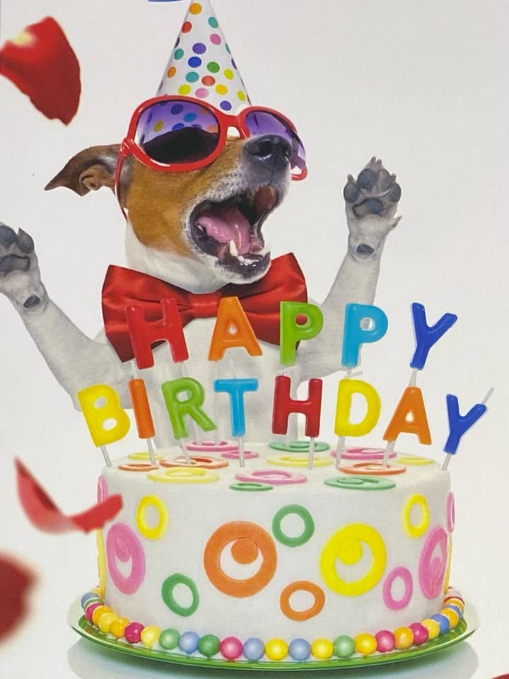 Gelukkige verjaardag, Jack Russell-hond viert feest met een taart voor wholesale door 90210 Exotics