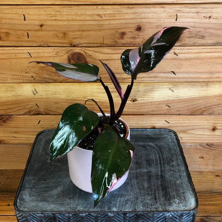 Philodendron Pink Princess, 4" Plant for wholesale by The Plant Farm