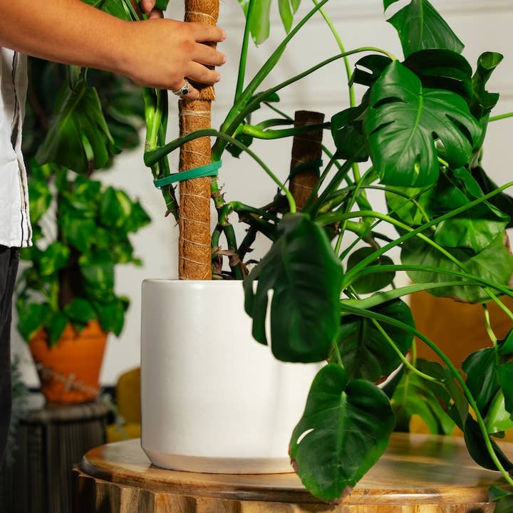 Classy Casita – wholesale Garden tool – Coco Coir Poles