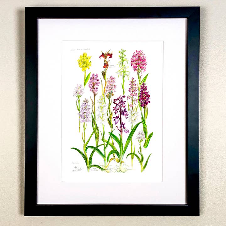 Undersøgelse af vilde orkideer Print for engroshandel hos Wildlife By Mouse