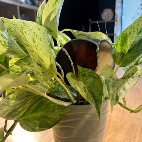 Through Eyes of Glass - Wholesale Garden/Lawn Stake - Friendly Snail Stained Glass Plant Stake Garden Stake