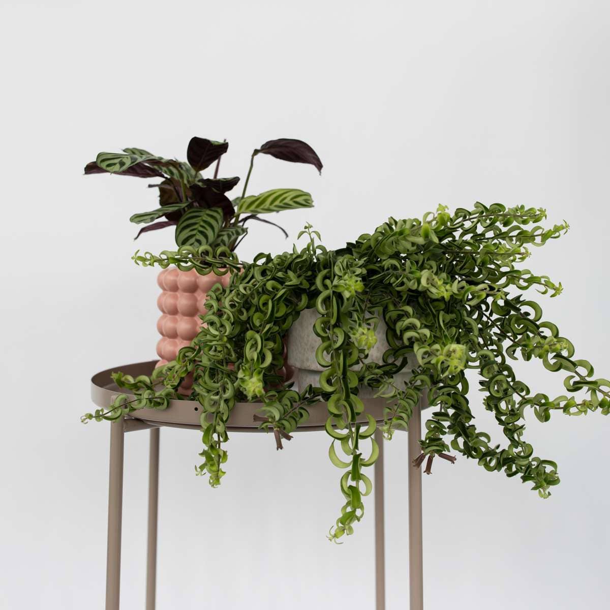 Oasis of Life – wholesale Levande växt – Läppstiftsväxt – Aeschynanthus Pulcher "Twister" – Tropisk hängväxt med röda blommor – Höjd 20–30 cm – Ø15 cm – Lättskött krukväxt & blickfång för ljusa rum7