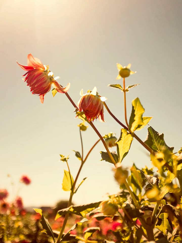 Flora n.º 18 para venta al por mayor de Wilder California