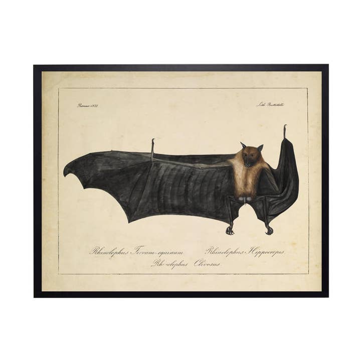Vintage Bat Bookplate for wholesale by Antique Curiosities Inc