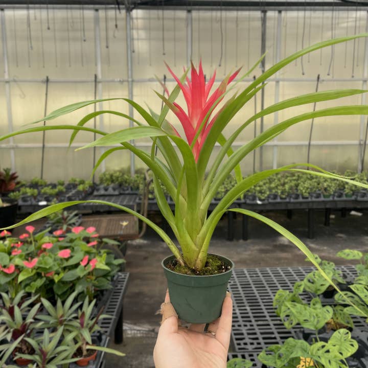 Thorsen's Greenhouse - Wholesale Live Plant - Bromeliad Guzmania- 4" Live Plant - Assorted