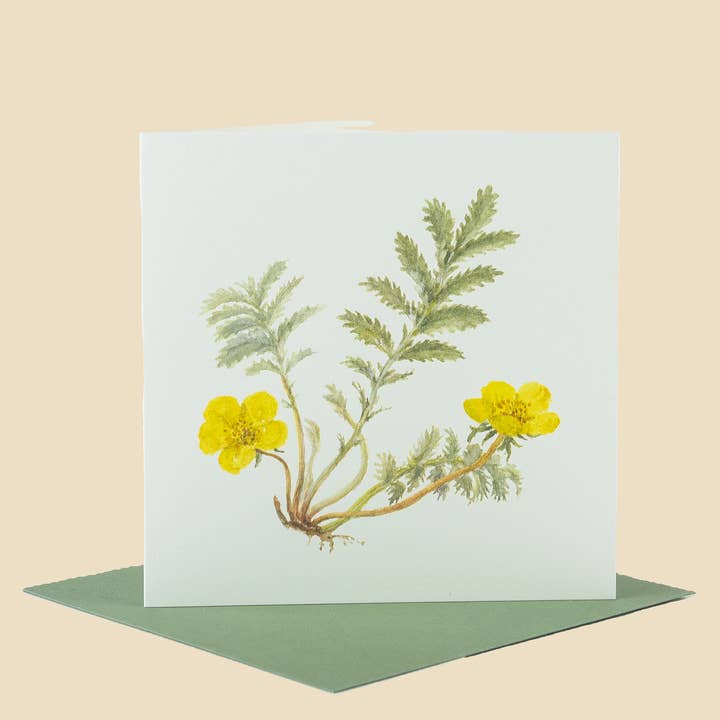 Sophia Davenport - Wholesale Everyday Greeting Card - Wildflower Greeting Cards and Notelets44