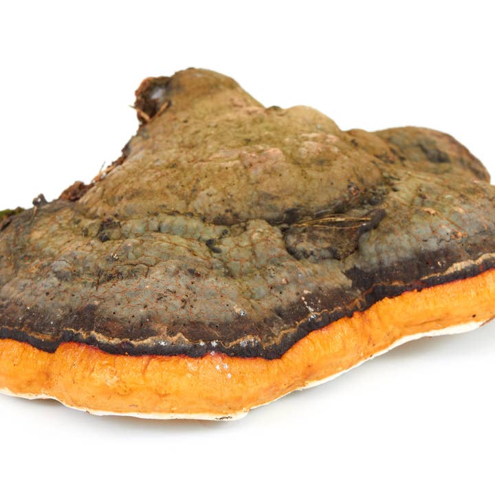 Vegan Vitality - Wholesale Oral Supplement/Vitamin - Super Mushroom Complex: A Formula Of 6 Powerful Mushrooms4