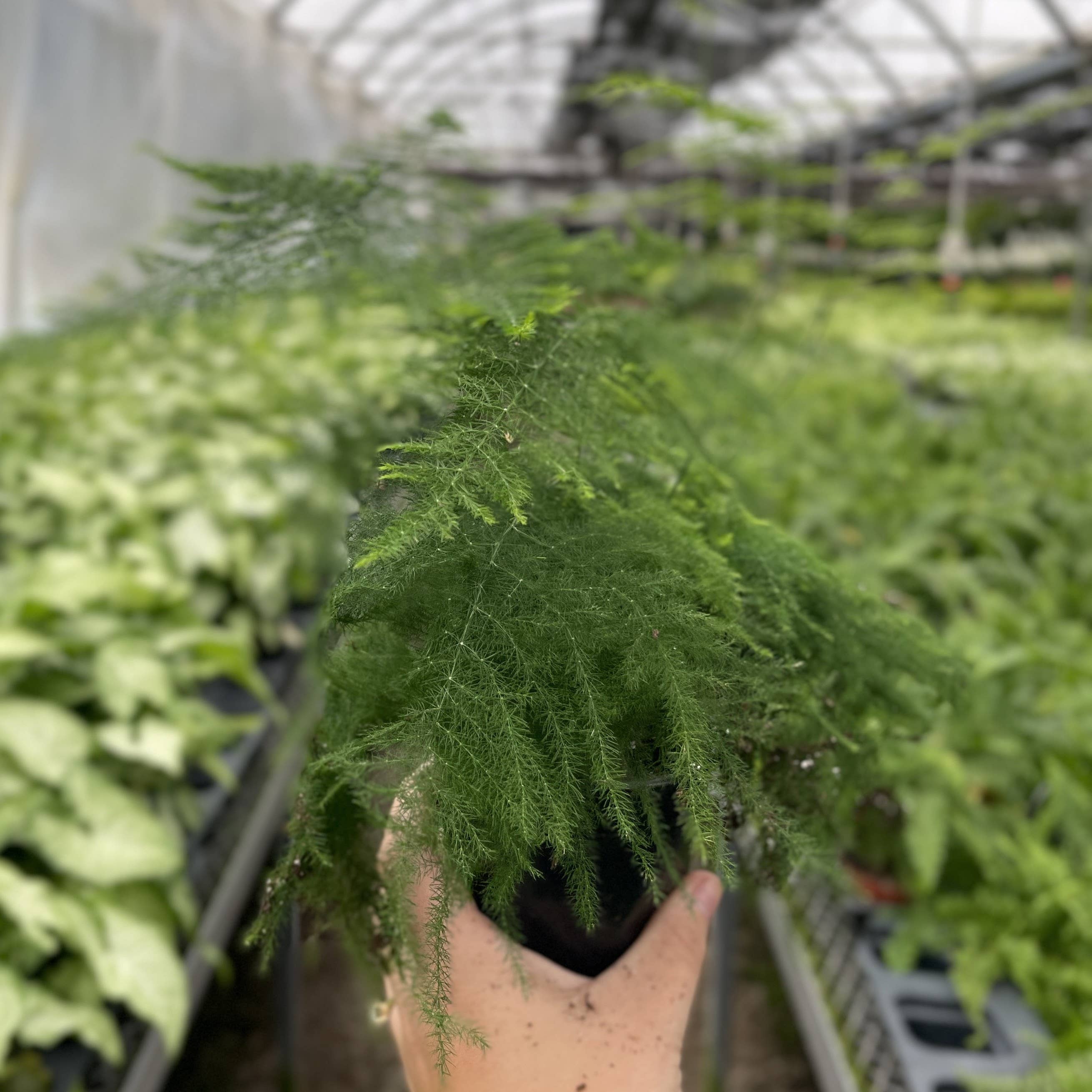 Thorsen's Greenhouse - Wholesale Live Plant - Asparagus Fern - 4" Live Plant4