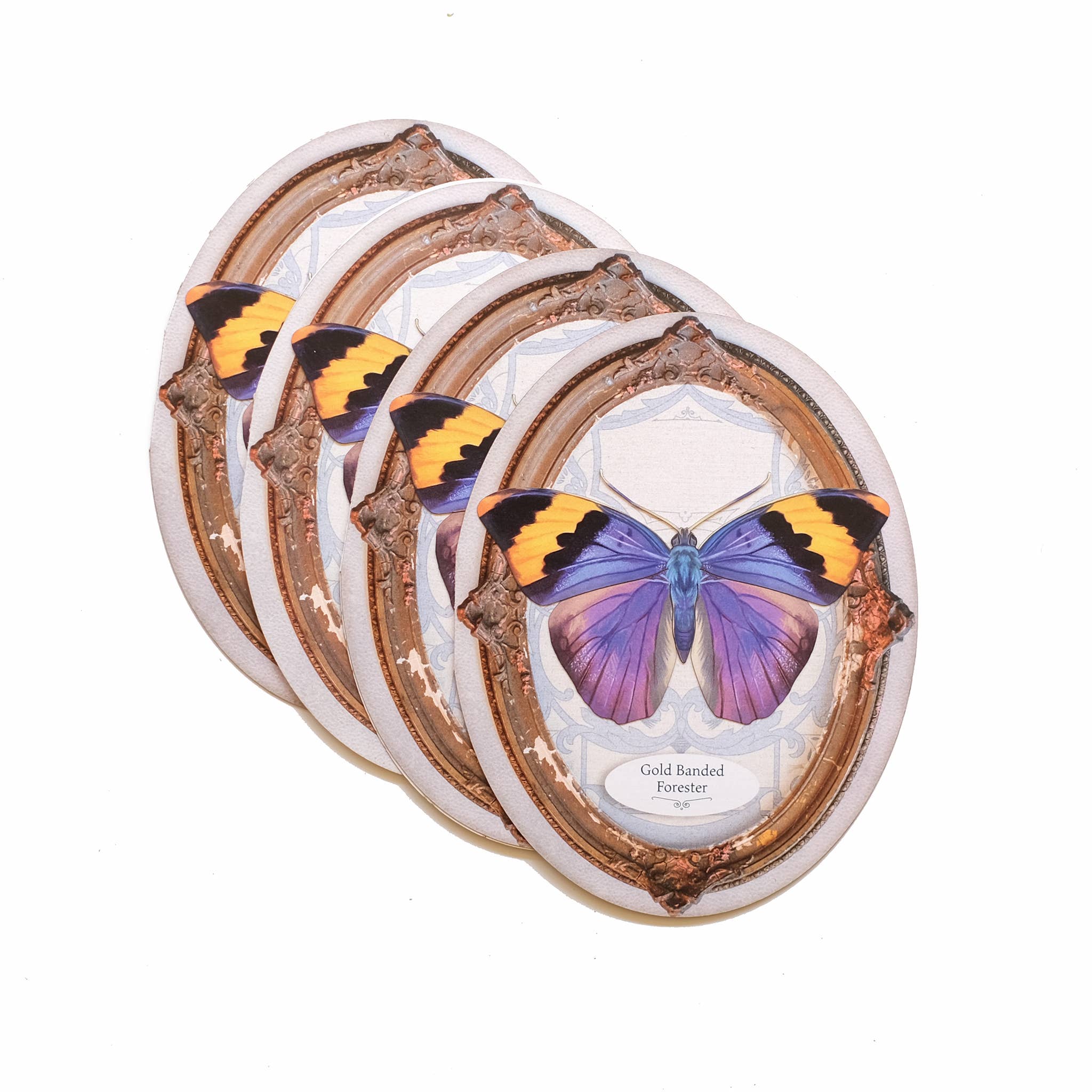 Moth and Myth - Wholesale Everyday Greeting Card - Gold Banded Forester Butterfly Oval Greeting Card1