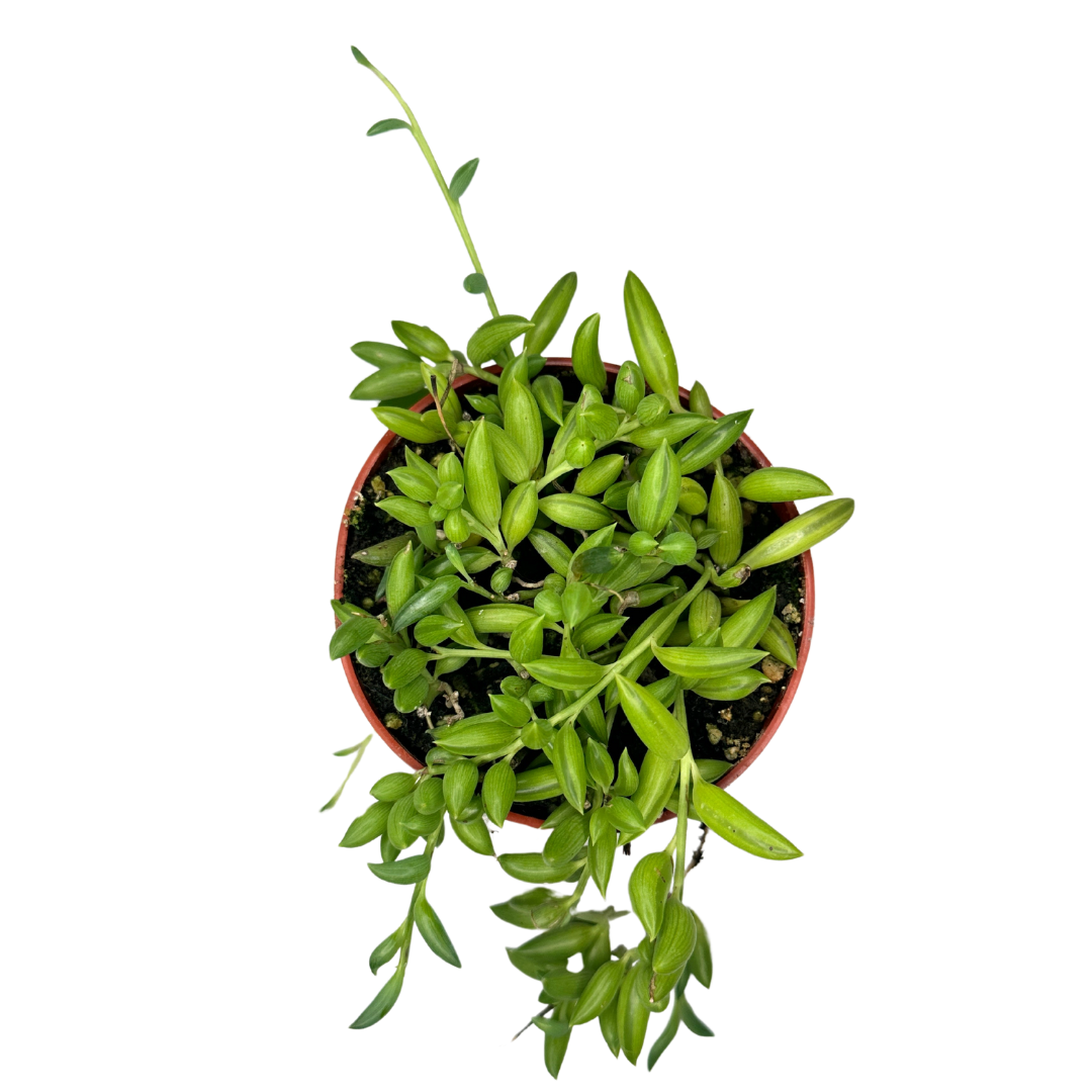 Flow State - Wholesale Live Plant - 4" String of Bananas (Curio Radicans) – Live Houseplant2