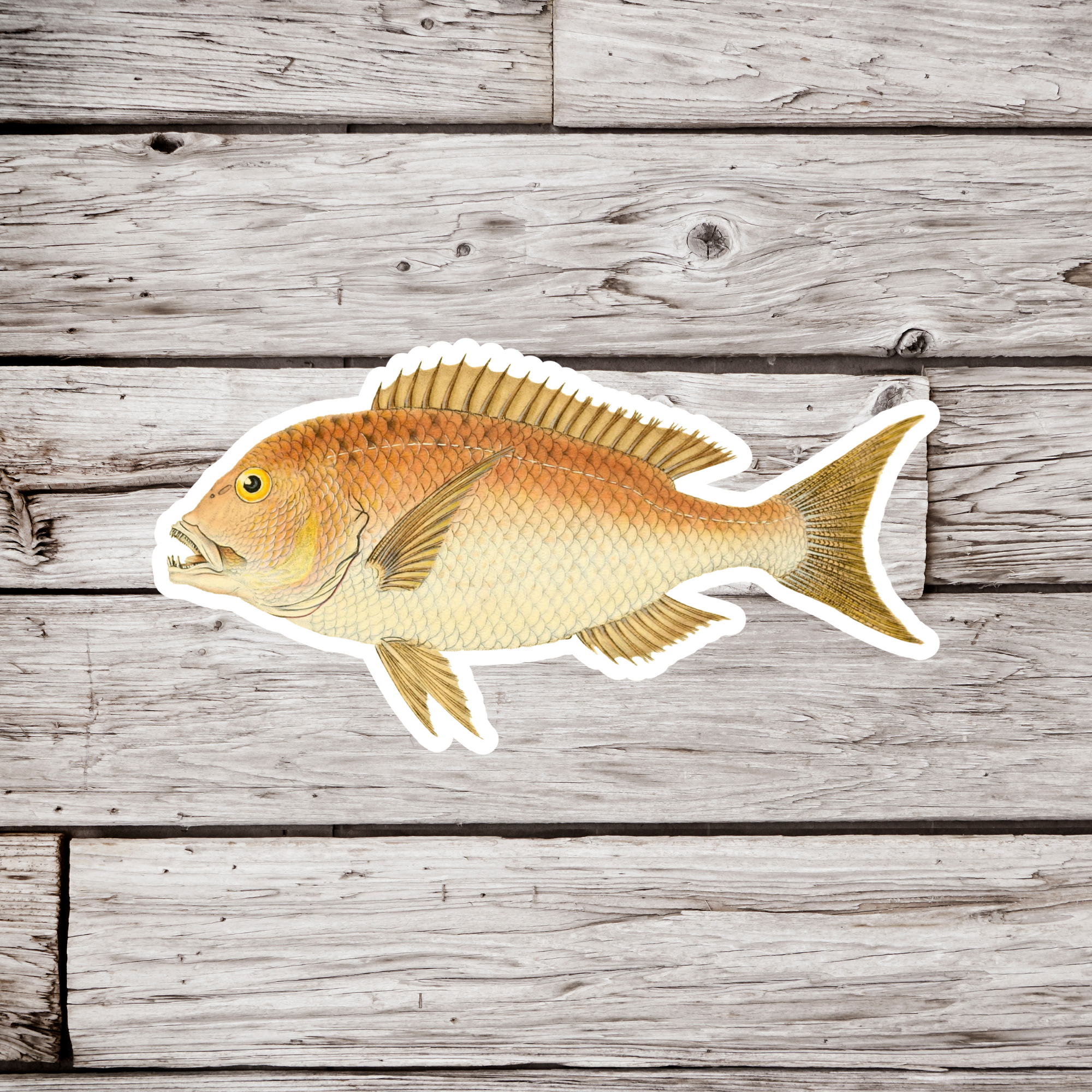 NatureCuts - Wholesale Sticker - Red Snapper Sticker, Fish Sticker, Vintage Fish Sticker0