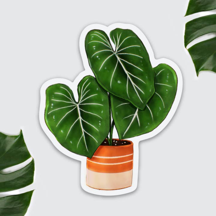 Fridge magnet - Philodendron Gloriosum, Plantdad, pot for wholesale by plantyintroverts