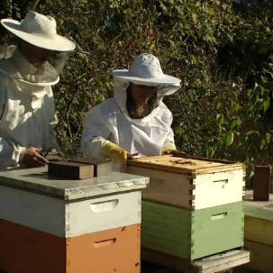 Messner Bee Farm – wholesale Läppbalsam – Masala Chai läppbalsam4