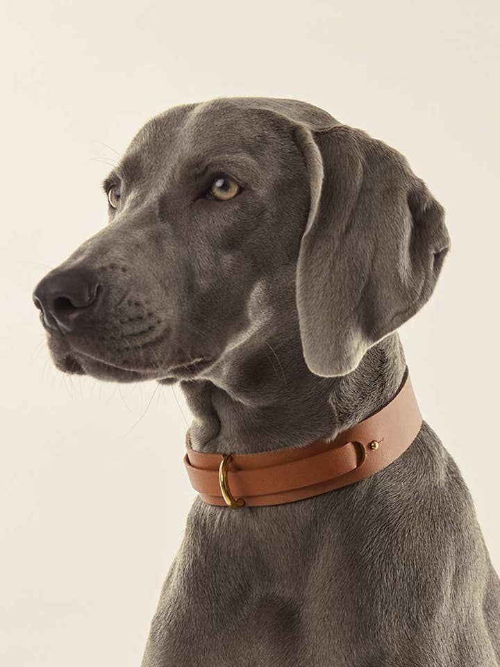 Dog collar · Camel for wholesale by INDÓMITO
