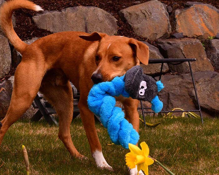 Cycle Dog – wholesale Mjukisdjur - Hund – Cycle Dog Duraplush Coil Larv Hundleksak4