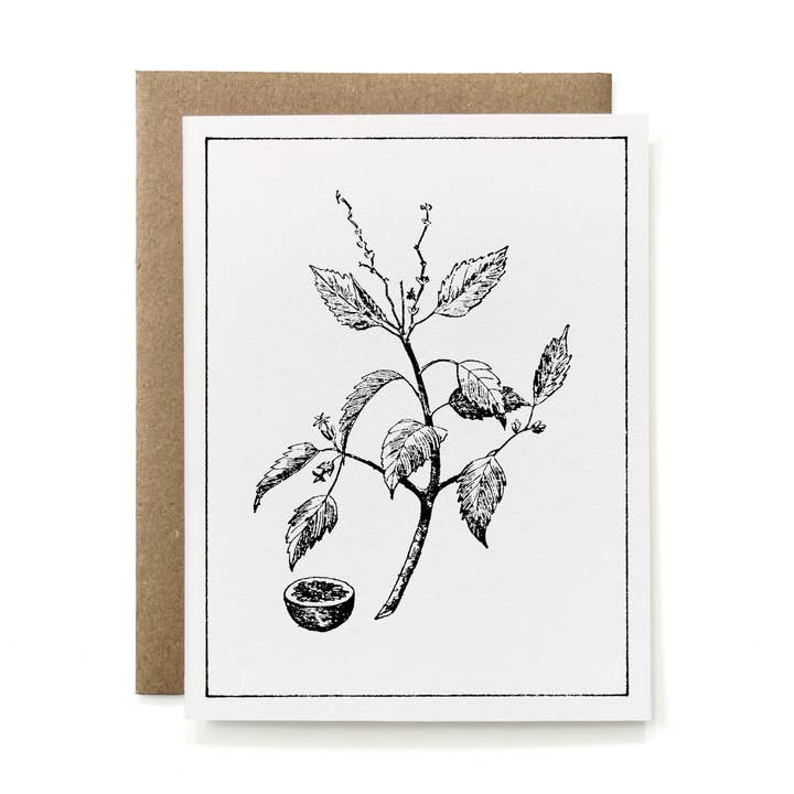 Cartolina botanica in bianco e nero riciclata al 100% - Manchineel Branch per la vendita all'ingrosso da parte di Knapping Press