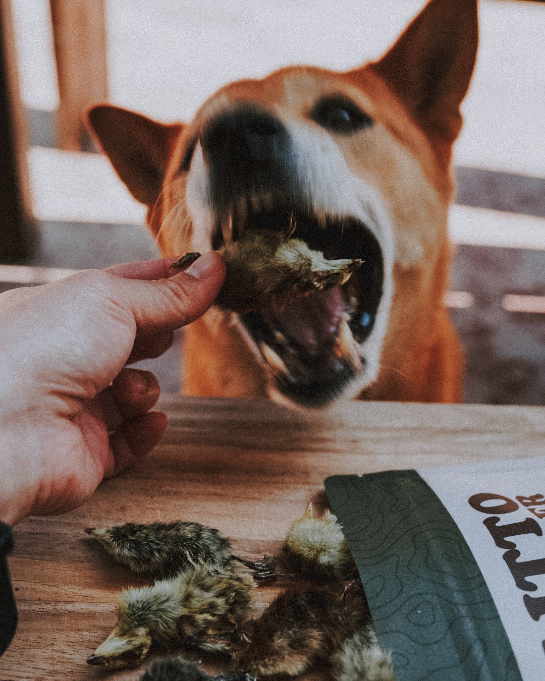 Litto Howler – wholesale Pet treats – Cat – Whole Prey Quail Chicks | 15 Count 6