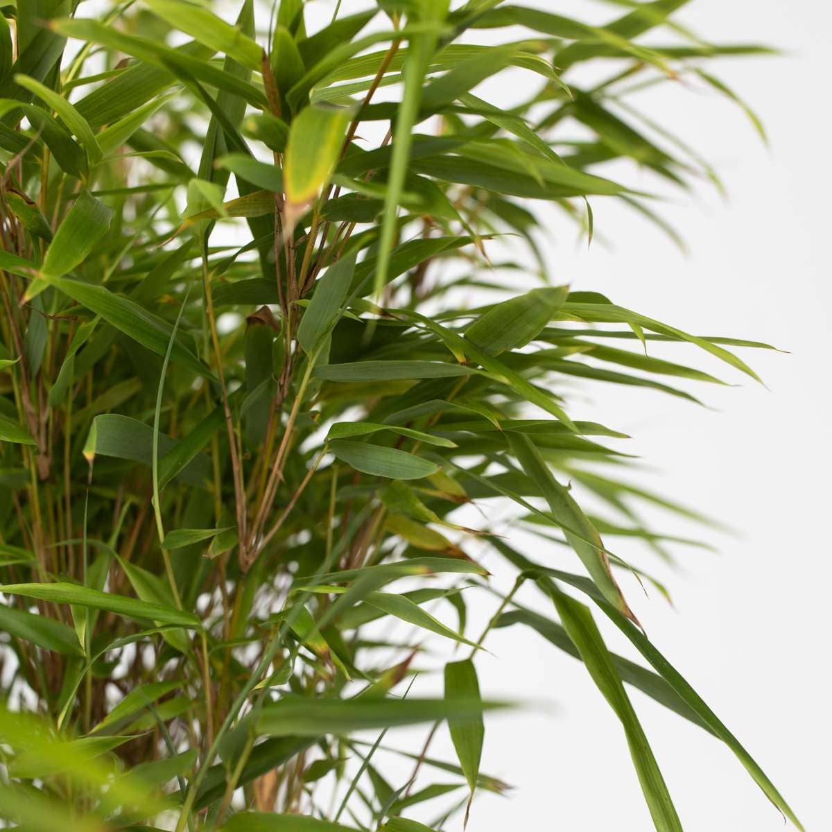 Oasis of Life - Wholesale Live Plant - Bamboo – 6 plants – Fargesia nitida 'Gansu' – Hardy, non-invasive bamboo for hedges & privacy screens – Evergreen & easy to care for – Height 50–70cm – Ø17cm6