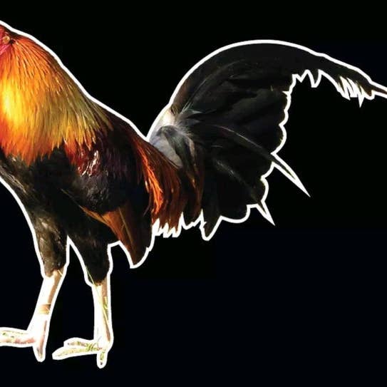 Rooster Bird Farm Decal Car Window Vinyl Sticker truck Wall Trailer Hen Chicken for wholesale by X Graphics Signs & Printing