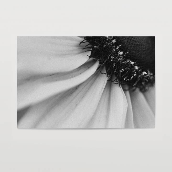 Bright, a Modern Black & White Botanical Fine Art Print for wholesale by Rachel Richards Fine Art