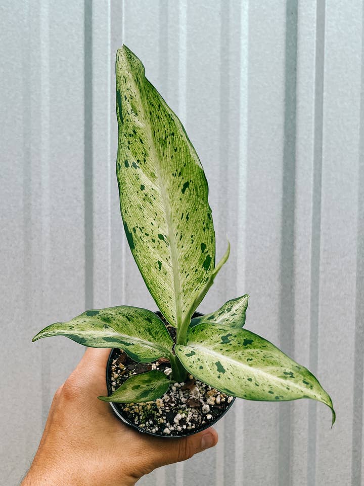 4" Dieffenbachia 'Camouflage' for wholesale by BWH Plant Co