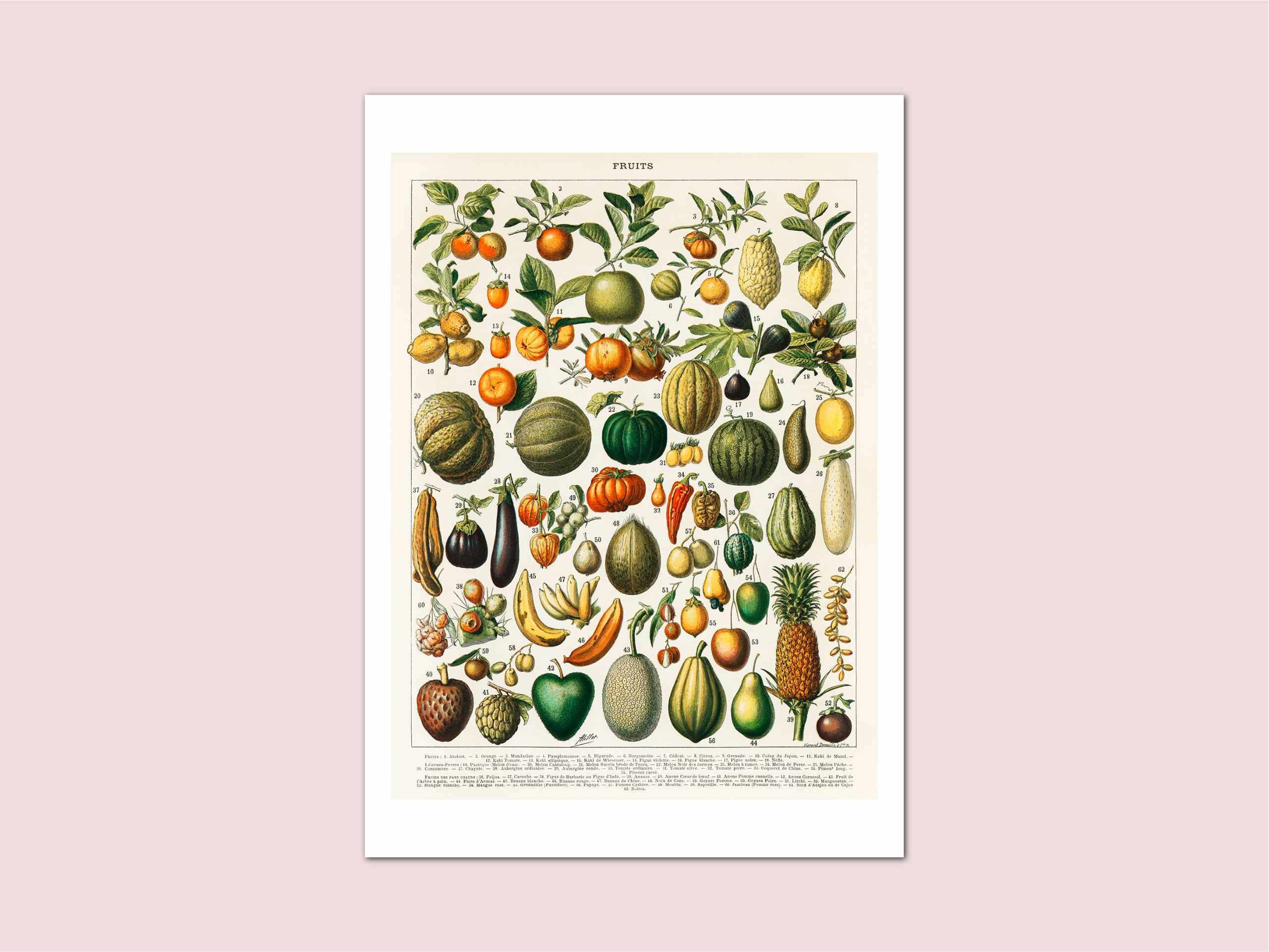 Holland Road Prints – wholesale Art print – Fruits Millot Vintage Print