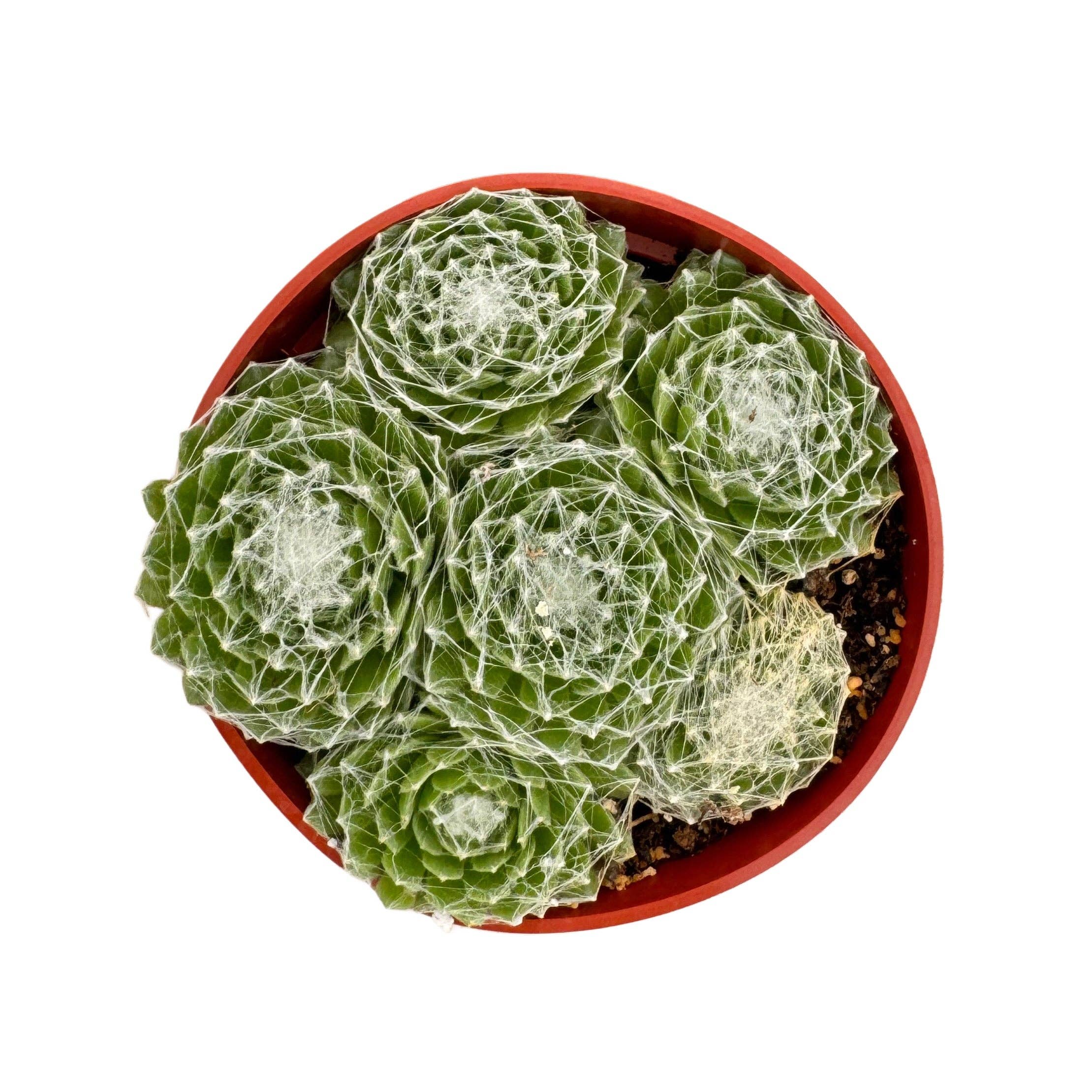 Succulent Wholesale - Wholesale Succulent - Sempervivum 'Cobweb' | 4 inch0
