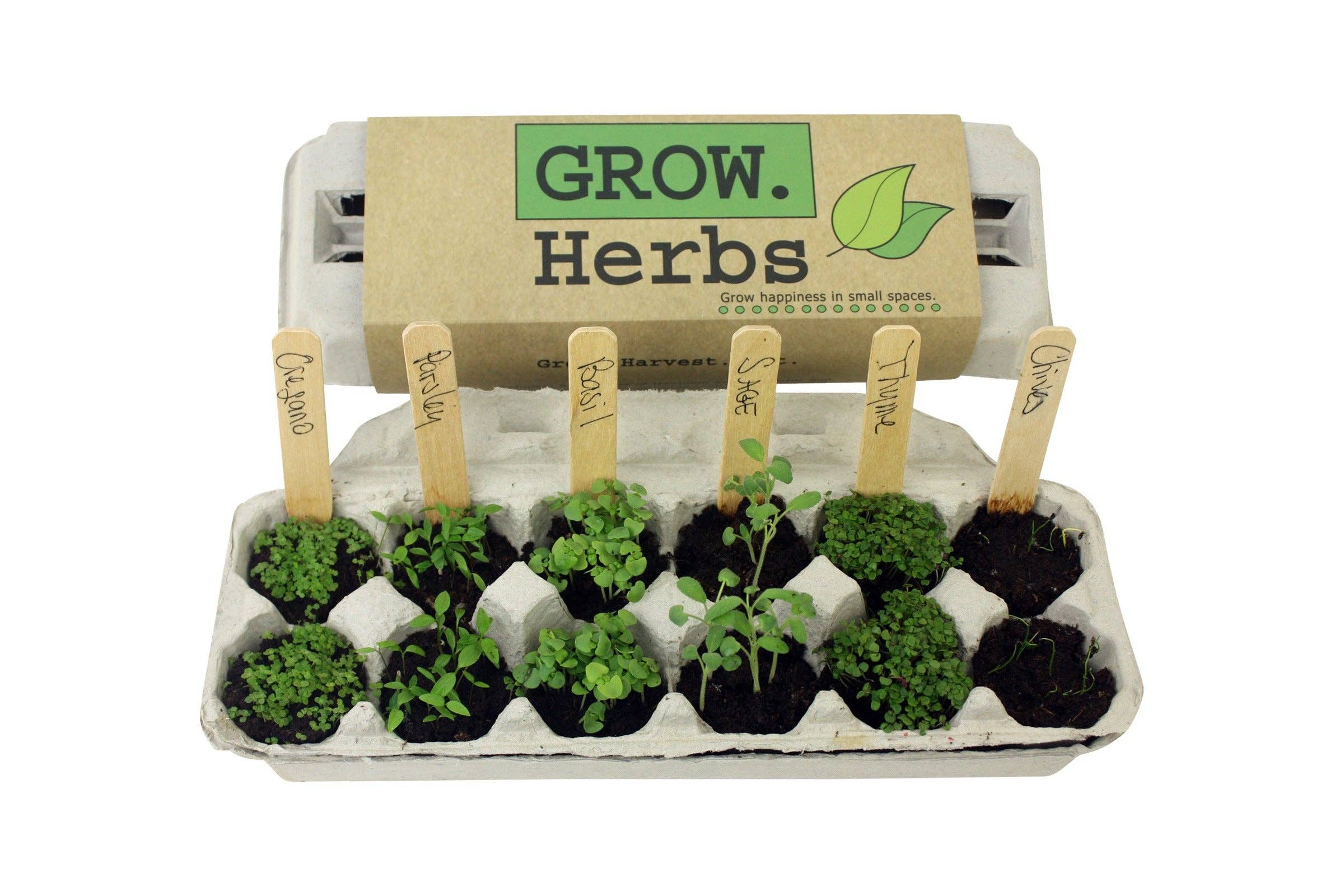 Backyard Safari Company - Wholesale Plant Seeds - Herb Garden Grow Kit2